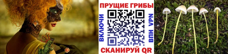 Псилоцибиновые грибы Magic Shrooms  продажа наркотиков  Всеволожск 